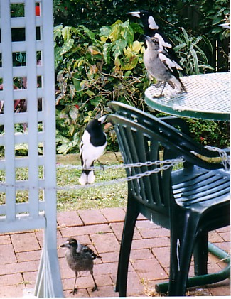 bibsmagpies.jpg