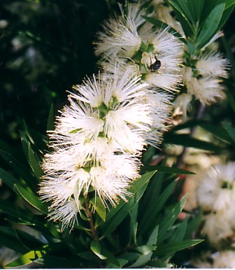 bottlebrush.jpg