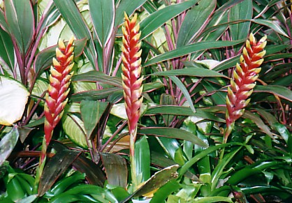 bromiliads.jpg