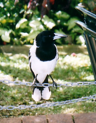 butcherbird.jpg