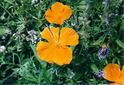 californianpoppy.jpg