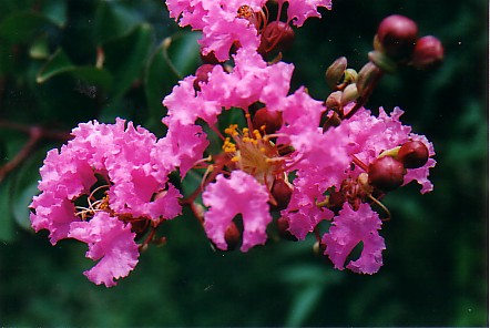 cmyrtle.jpg
