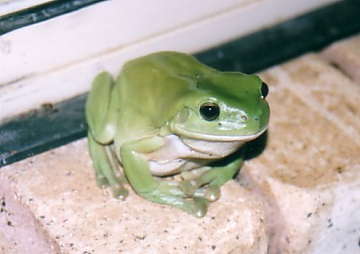 freddo3.jpg
