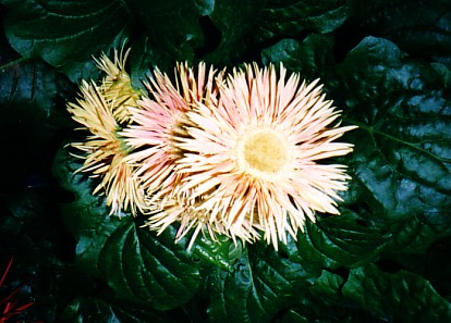 gerberas.jpg