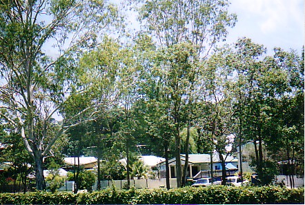 koalac.jpg
