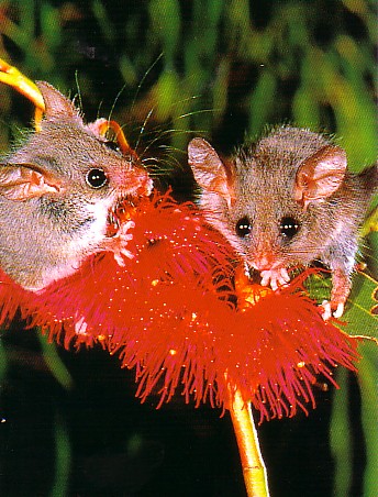 sugargliders.jpg
