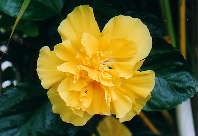 yhibiscus.jpg